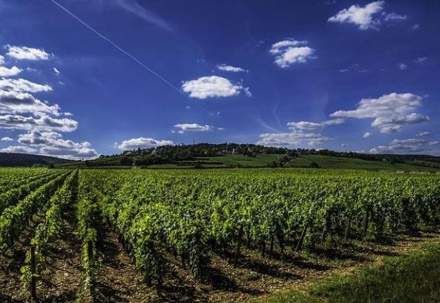 Imagem da noticia Caixa empresta ao agro o valor recorde de R$ 6,1 bilhões em maio