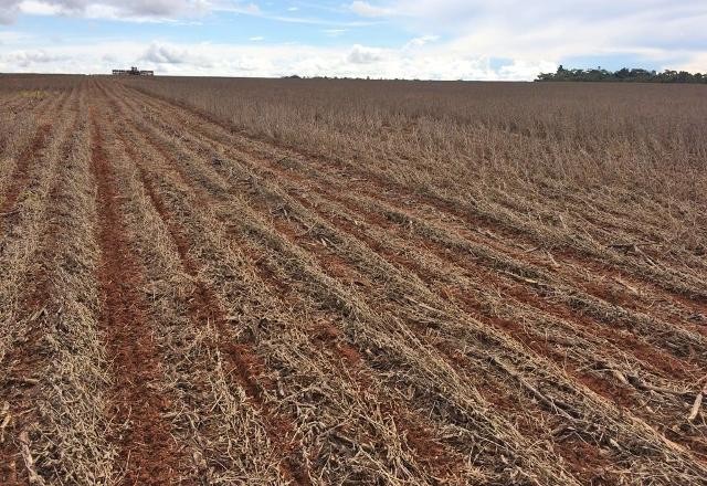 Imagem da noticia Safra de soja: Paraná e Rondônia iniciam vazio sanitário na sexta (10.jun)