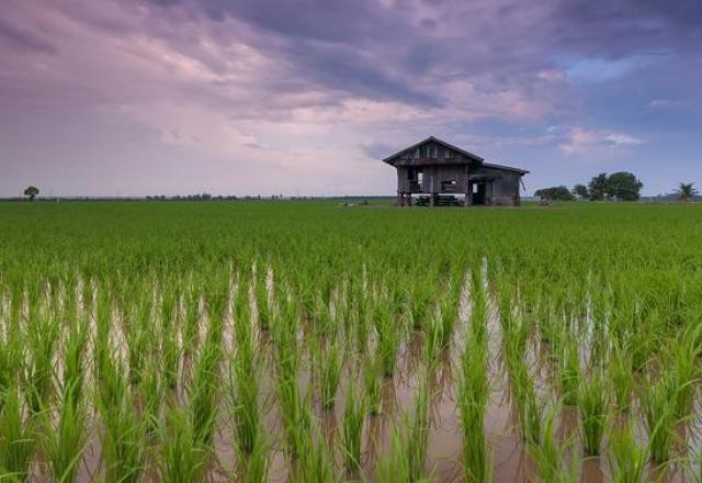 Após 14 meses de queda, preço do arroz pode voltar a subir