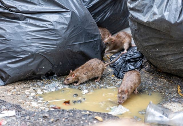 Imagem da noticia Leptospirose: saiba como se prevenir da doença durante enchentes e chuvas intensas