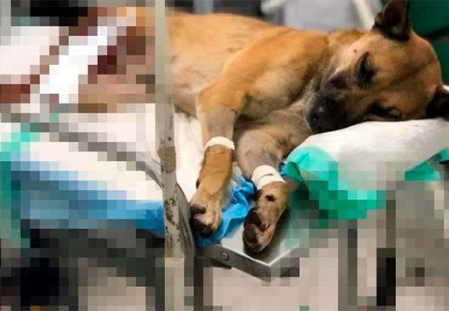 Luisa Mell mostra seguranças impedindo resgate de cão atropelado por trem em SP