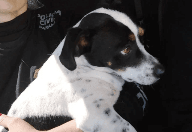 Imagem da noticia Cachorro deve ser indenizado por maus-tratos após agressões de ex-dono no Paraná