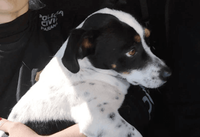 Cachorro deve ser indenizado por maus-tratos após agressões de ex-dono no Paraná