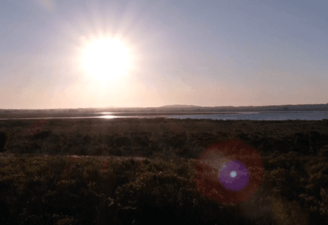 Imagem da noticia Estudo da UFRGS testa método simples com lonas para recuperar vegetação nativa do Pampa