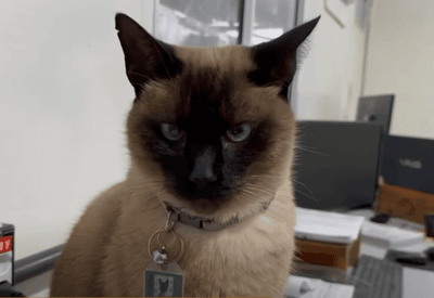 Marcelo, o gato engenheiro, faz sucesso em obra portuária no Paraná