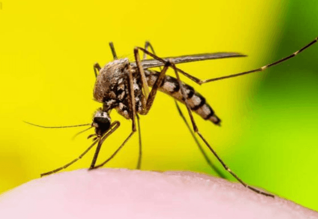 Imagem da noticia Brasil lidera casos de Febre Amarela em 2025 aponta OMS 