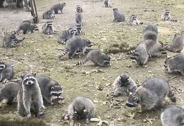 Imagem da noticia Mulher liga para emergência após ser cercada por dezenas de guaxinins nos EUA