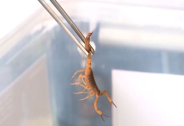 Imagem da noticia Criança de 2 anos é internada na UTI após picada de escorpião em São José do Rio Preto (SP)