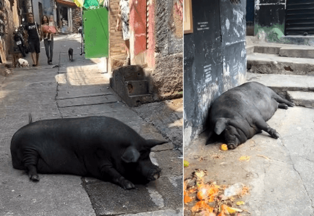 Imagem da noticia Beth, a "Porca Rainha" da Rocinha, vira celebridade nas redes sociais