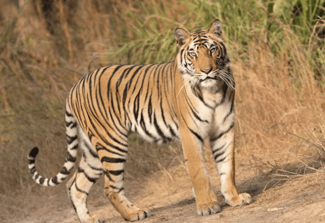 Imagem da noticia Surto de gripe aviária mata dezenas de tigres, três leões e uma pantera no Vietnã