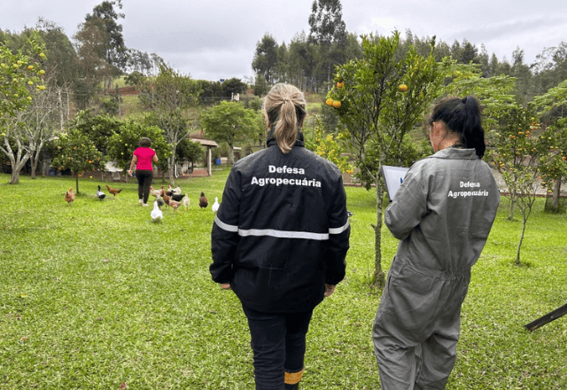 Imagem da noticia Gripe aviária: RS conclui visitas a propriedades rurais após foco em Montenegro