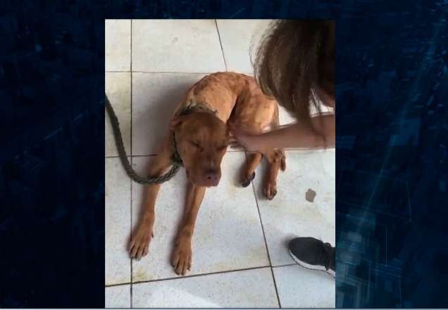 Imagem da noticia MP recorre contra a soltura dos envolvidos em rinha de cães em Mairiporã