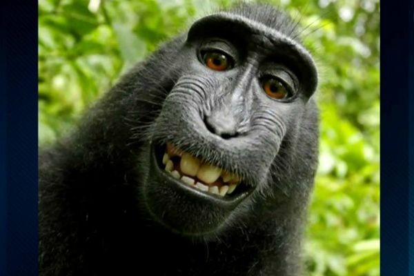 Imagem da noticia Macaco ganha direitos autorais de selfie famosa tirada em 2011