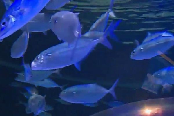 Maior aquário da América do Sul é aberto ao público no Rio de Janeiro