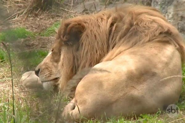Imagem da noticia Maioria dos animais do zoológico de Buenos Aires voltará para a natureza