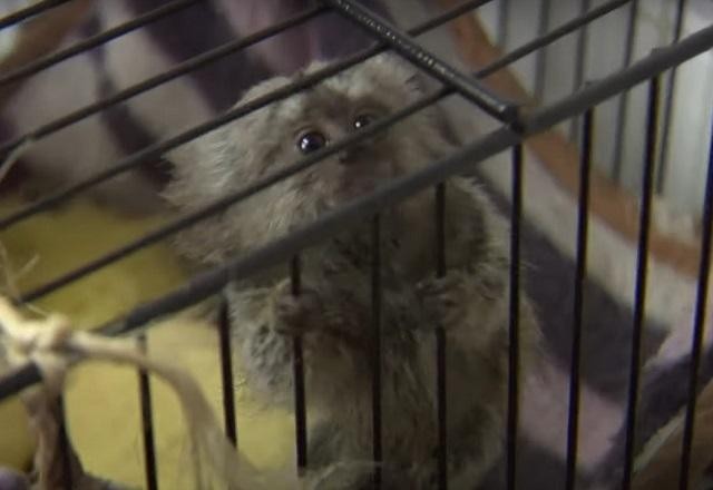 Imagem da noticia 120 mil animais silvestres foram apreendidos em operações contra tráfico