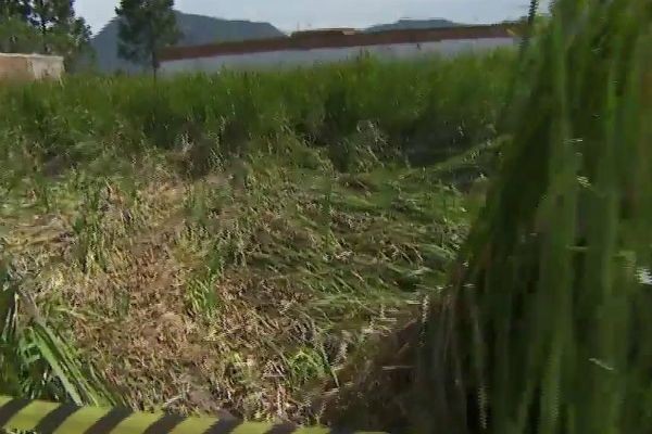 Imagem da noticia Marcas misteriosas em terreno intrigam moradores de cidade paulista