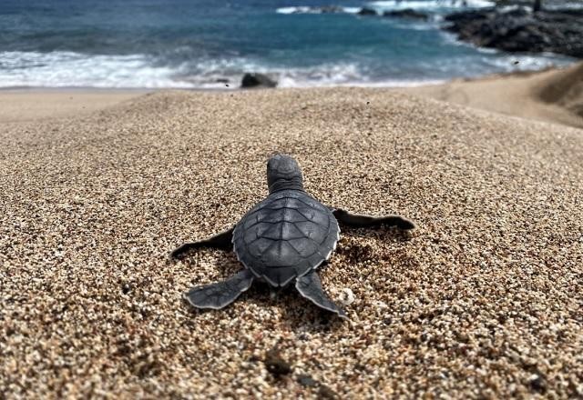 Militares da Marinha promovem ação na Ilha da Trindade no Dia Mundial da Limpeza