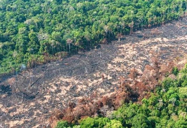 Imagem da noticia Cebds cria plataforma para medir impacto na natureza e acelerar soluções