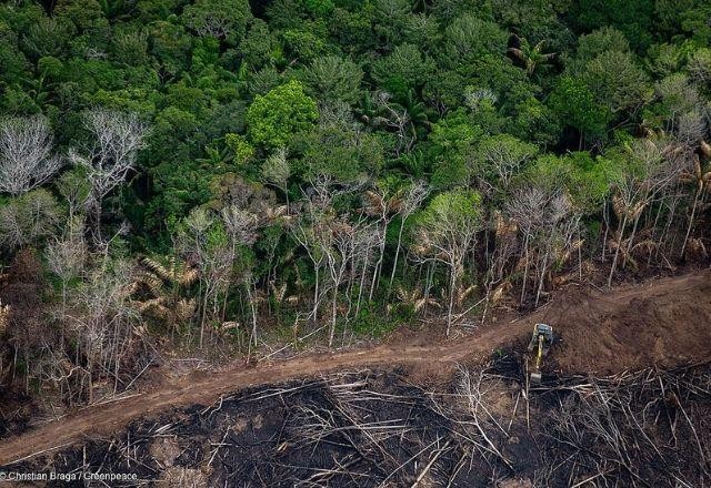Desmatamento na Amazônia cai 54% nos primeiros cinco meses do ano