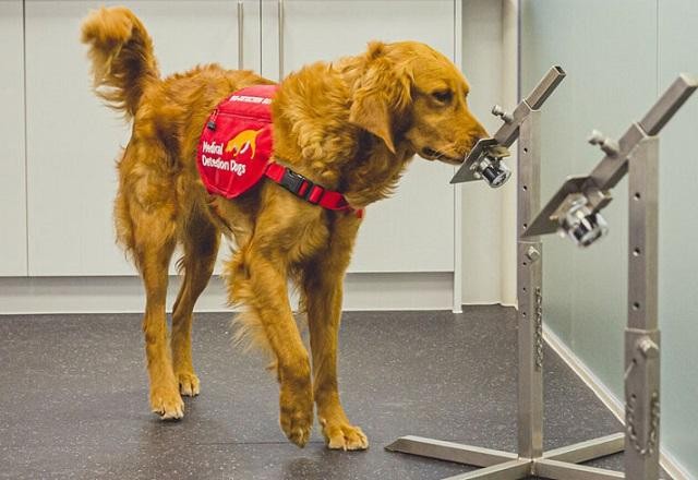 Cães farejadores identificam covid com até 94% de precisão, diz estudo