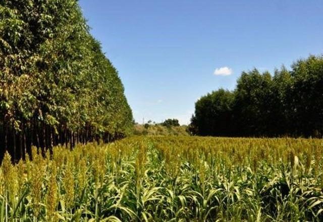 Imagem da noticia Desmatamento: preservação remunerada pode ser a única solução