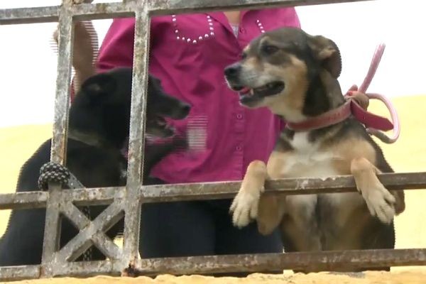 Menino que precisou se mudar de estado luta para ter cachorros de volta