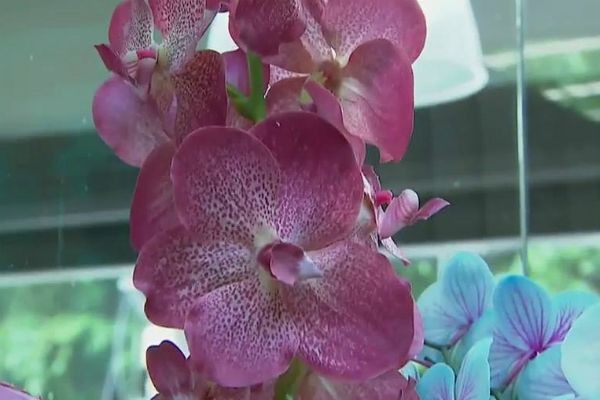 Mercado de flores cresce em todos os estados em 2017