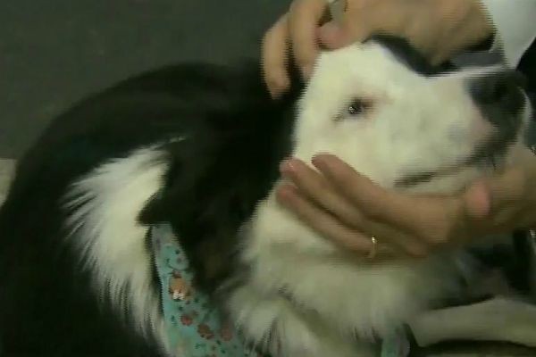 Imagem da noticia Mercado pet deve crescer 50% este ano no Brasil