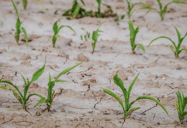 Imagem da noticia Alta de seguros surge como mais um problema para encarecer alimentos