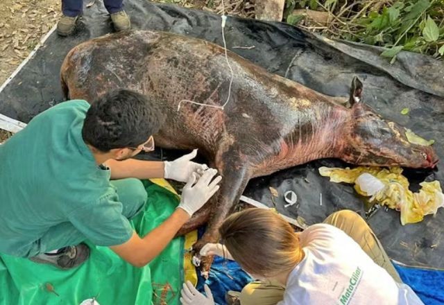 Imagem da noticia Morre anta resgatada de incêndio no interior de São Paulo
