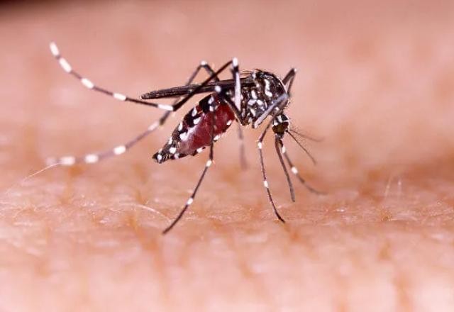 Imagem da noticia Mudança climática: Brasil terá aumento de doenças como a dengue, alerta pesquisa