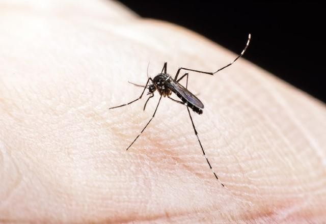 Casos de Chikungunya crescem 30% em 2021