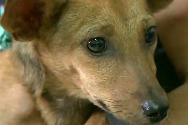 Imagem da noticia Mulher é detida depois de ser flagrada arrastando cachorra em Belém