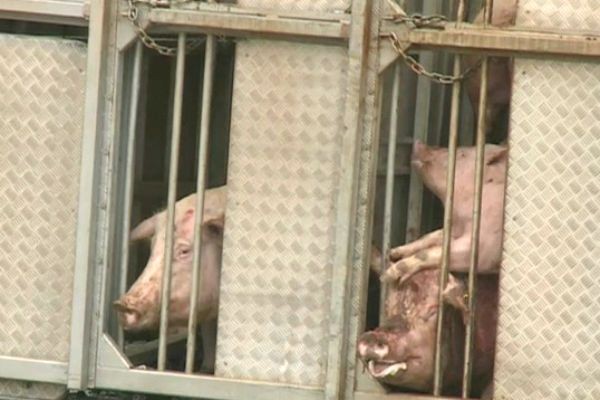 Imagem da noticia Mutirão tenta salvar porcos que estavam em carreta que tombou na Grande SP