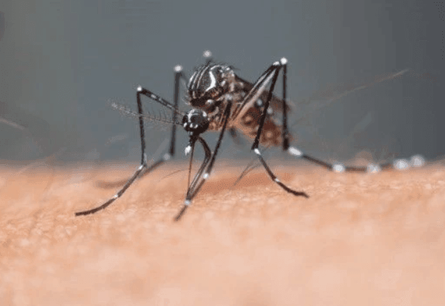 Imagem da noticia Brasil ultrapassa meio milhão de casos prováveis de dengue em 2025
