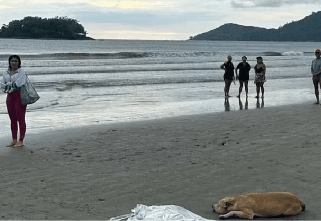 Imagem da noticia Cachorro fica ao lado do corpo do dono que morreu afogado e emociona Balneário Camboriú (SC)