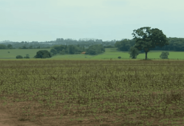 Imagem da noticia Integração entre lavoura e pecuária alinha sustentabilidade com compromisso climático brasileiro