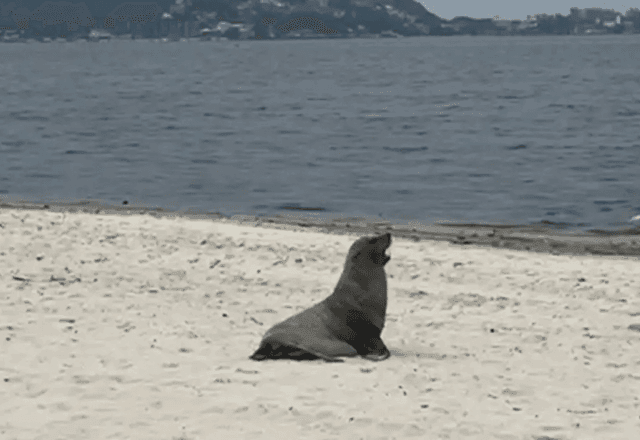 Imagem da noticia Joca, você de novo? Lobo-marinho é visto em praia de Maricá, no RJ