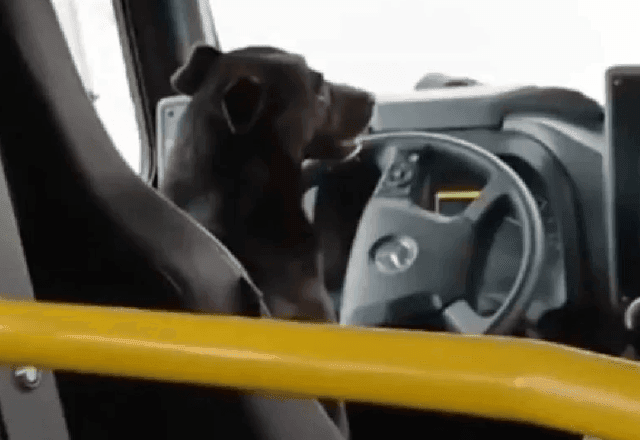 Imagem da noticia Cachorro “assume o volante” de ônibus e vídeo viraliza
