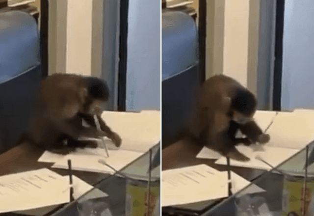 Imagem da noticia Macaco-prego invade escritório no Campo Olímpico do Golfe, no Rio de Janeiro