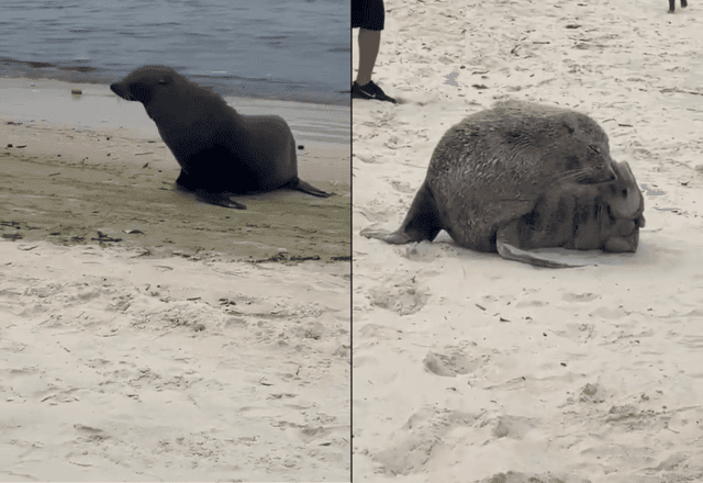 Imagem da noticia Lobo-marinho "Joca" volta a aparecer nas praias do Rio de Janeiro