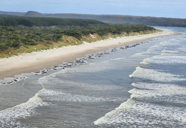Imagem da noticia Grupo de 230 baleias encalha em praia na Austrália
