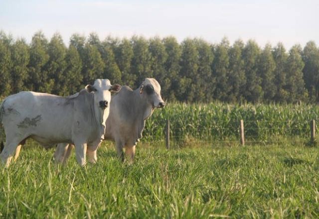 Gás metano, emitido pelo boi, pode ser reduzido em 70% com feijão-guandu