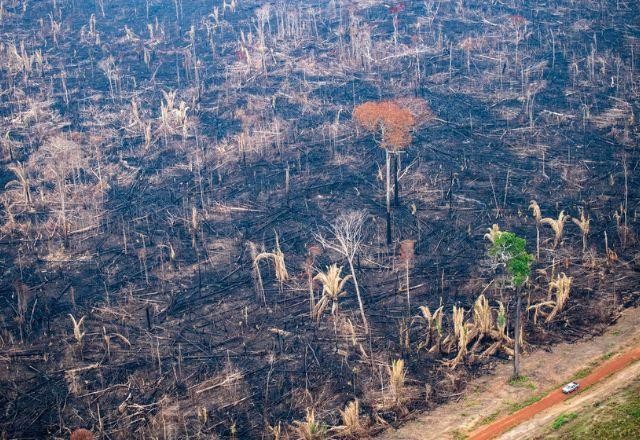 Perda de floresta tropical em 2022 foi equivalente ao tamanho da Suíça, diz estudo