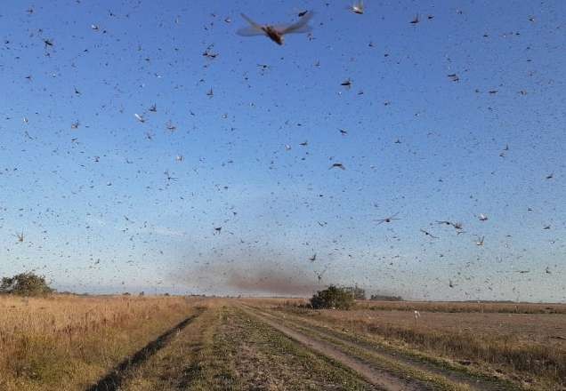Imagem da noticia Nuvem de gafanhotos invade Argentina e pode chegar ao Brasil
