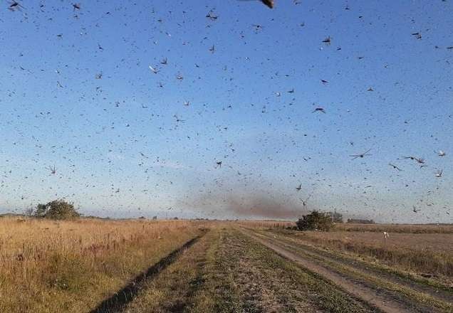 Nuvem de gafanhotos leva governo a declarar estado de emergência fitossanitária