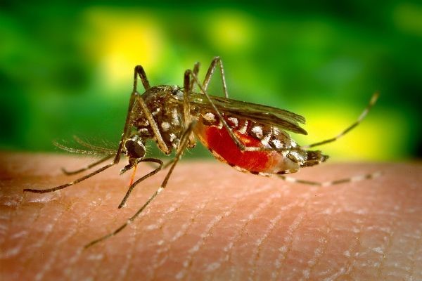 OMS faz alerta para a necessidade de combater o avanço da malária