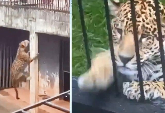 Imagem da noticia Zoológico faz mudanças após onça escalar parede e ficar perto de grade