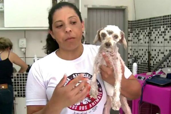 Imagem da noticia ONG luta para salvar cadela encontrada dentro de saco de lixo